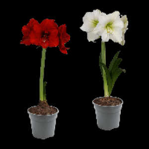 GARDENLINE Amaryllis