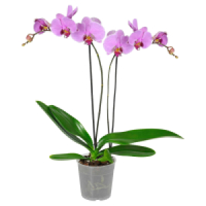 GARDENLINE Orchidee