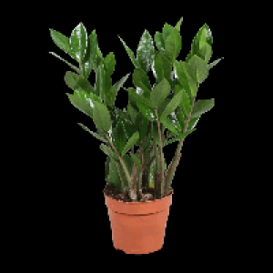 GARDENLINE Zamioculcas