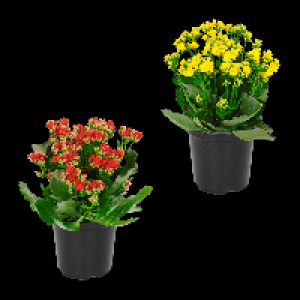 Aldi Nord Gardenline GARDENLINE Kalanchoe