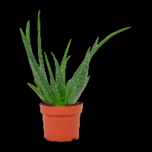 GARDENLINE Aloe vera