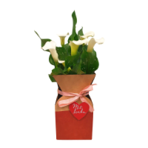 Aldi Süd  GARDENLINE Calla in Geschenkverpackung