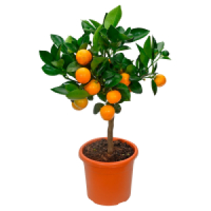 GARDENLINE Calamondinorange