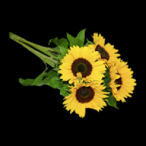 Sonnenblumen 2.79 €