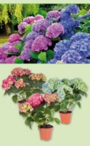 Hortensie 4.99 €