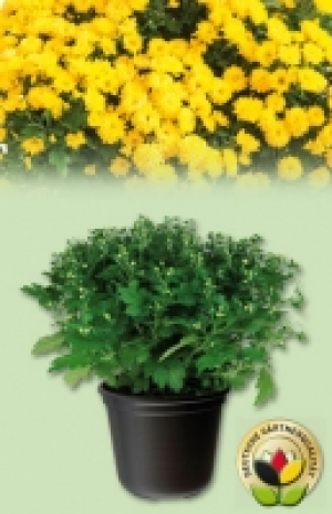 Chrysanthemenbusch 2.49 €