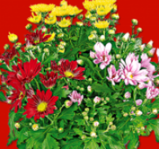 Chrysanthemen 2.49 €