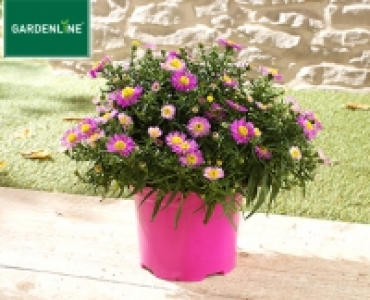 GARDENLINE® Herbstaster 2.99 €