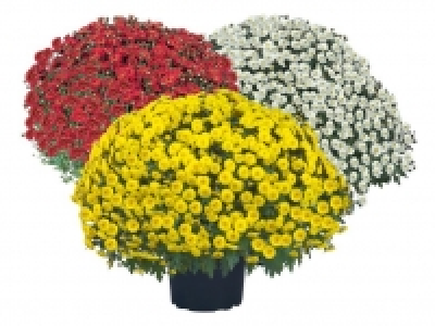 Chrysanthemenbusch 2.99 €