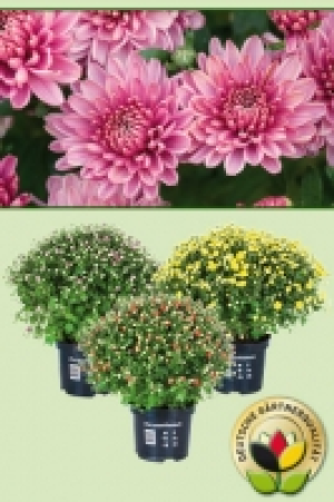 Bauernchrysantheme 2.39 €