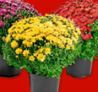 Chrysanthemenbusch 2.99 €