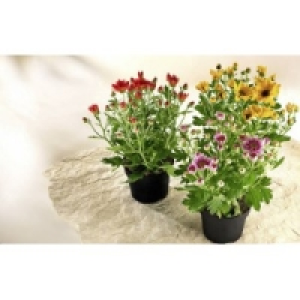 Chrysanthemen 0.55 €