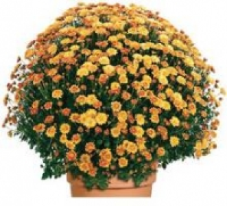 Chrysanthemenbusch 3.99 €