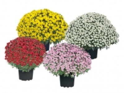 Chrysanthemenbusch 2.99 €