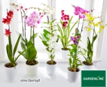 GARDENLINE®Orchidee 5.99 €