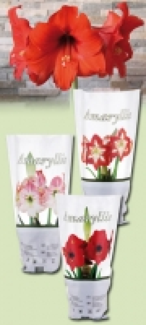 Amaryllis 2.49 €