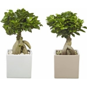 Ginseng Bonsai 11.99 €