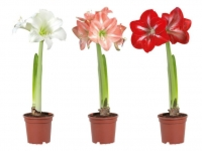 Amaryllis 2.49 €