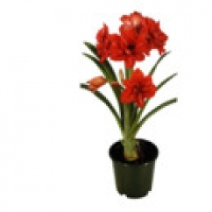 Amaryllis 3.99 €