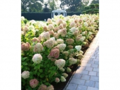 Freiland-Hortensienhecke Weiß-rosé Hydrangea 5 Pflanzen