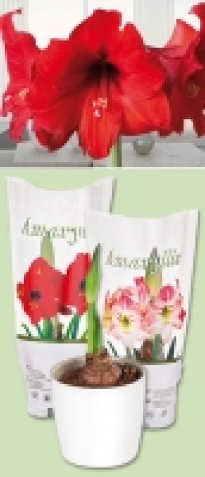 Amaryllis 2.49 €