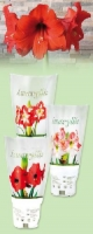 Amaryllis 2.49 €