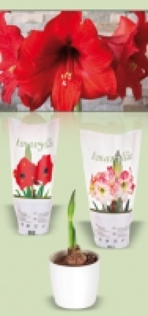 Amaryllis 2.49 €