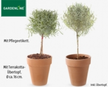 Aldi Süd  GARDENLINE®Gewürzstämmchen