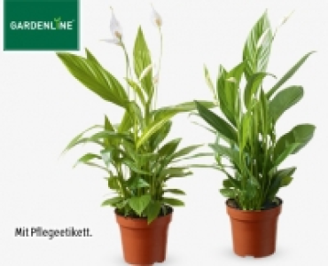 GARDENLINE®Exotische Pflanze