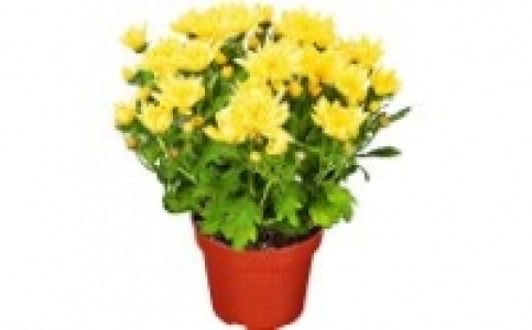 Chrysanthemen 1.49 €