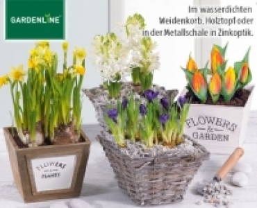 GARDENLINE®Blumenzwiebeln im Korb