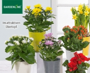 GARDENLINE®Blühende Zimmerpflanze