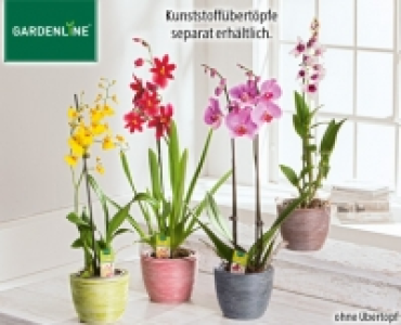 GARDENLINE®Orchidee 5.99 €