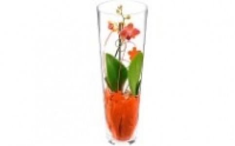 Orchidee 14.99 €