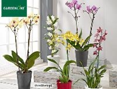 Orchidee 5.99 €