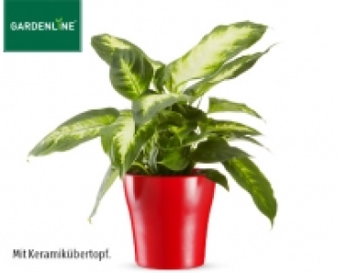 GARDENLINE®Exotische Pflanze 2.29 €