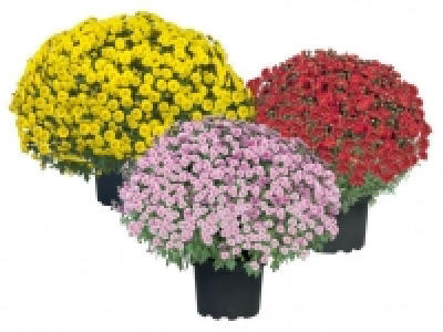 Chrysanthemenbusch 2.99 €