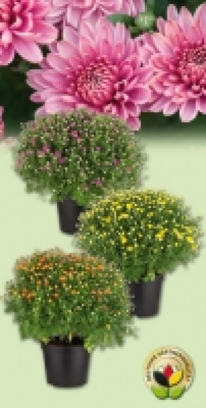 Bauernchrysantheme 2.39 €