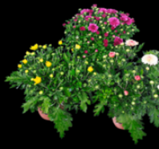 Bauernchrysantheme 1.49 €