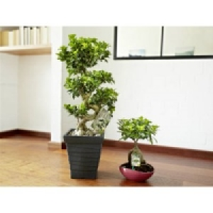 Ginseng Bonsai 8.99 €