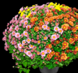 Chrysanthemenbusch 3.99 €