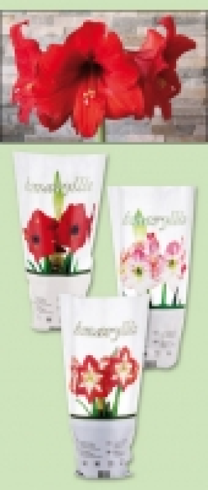 Amaryllis 2.49 €