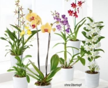 GARDENLINE®Orchidee 5.99 €