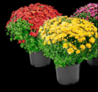 Chrysanthemenbusch 2.99 €