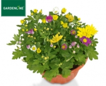 GARDENLINE® Chrysanthemenschale 1.99 €