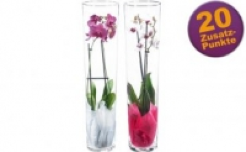 Orchidee 14.99 €