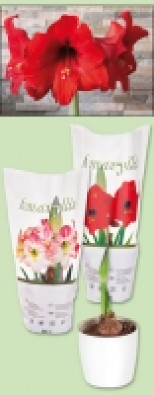 Amaryllis 2.49 €