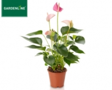 GARDENLINE®Exotische Pflanze 2.99 €