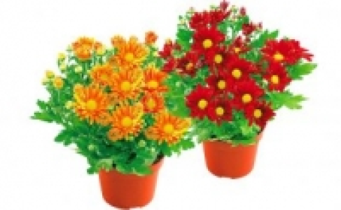 Chrysanthemen 1.49 €