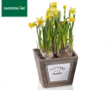 GARDENLINE®Blumenzwiebeln im Korb 2.99 €